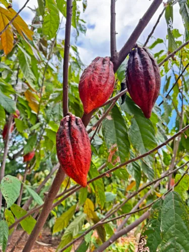 Photo of the Day: Kula Cacao